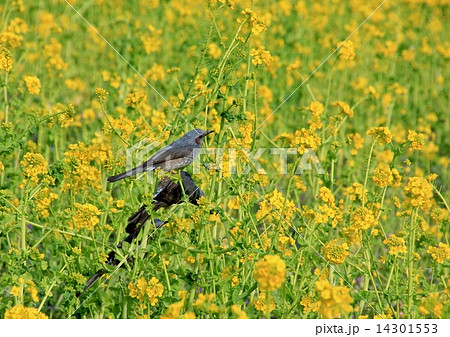 ツムギ 鳥の写真素材