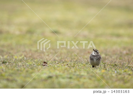 カスミ網猟 野鳥の写真素材