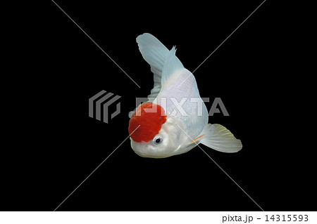 金魚 丹頂 キンギョ 単独の写真素材