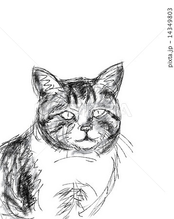 ねこ イラスト ペン画 動物 一匹 顔のイラスト素材