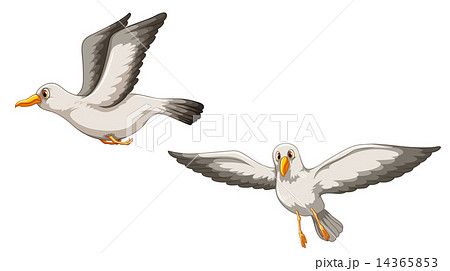 イラスト 鳥 正面 飛ぶの写真素材 Pixta