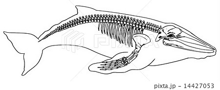 鯨クジラの骨 レア - その他