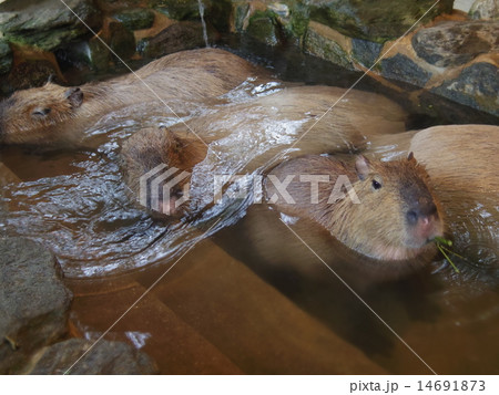 カピバラ温泉の写真素材
