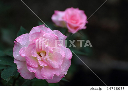 マチルダの花の写真素材