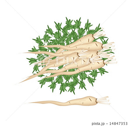 パセリ オランダゼリ 根 白背景のイラスト素材