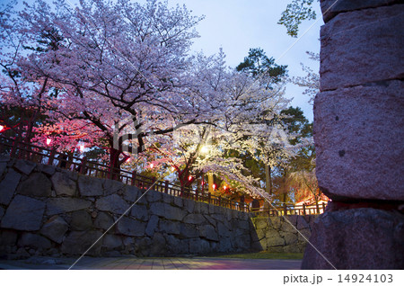 夜桜 小倉城 桜 ライトアップの写真素材