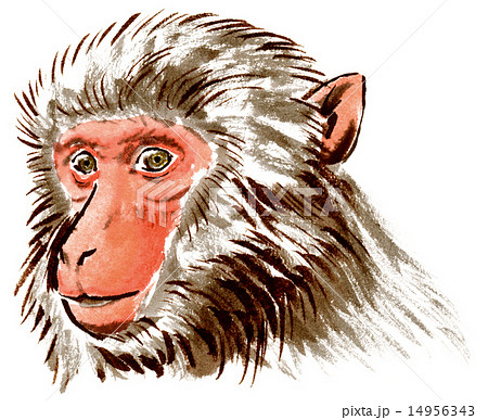 猿のリアルな斜め顔のイラスト素材