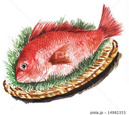 鯛 魚介類 イラスト ピンク色の写真素材