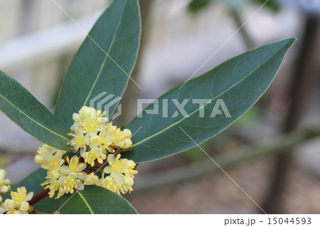 月桂樹 花 樹木 ４月の写真素材