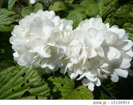 花言葉は 私は誓います 恋人に贈るには最適なオオデマリの花 の写真素材