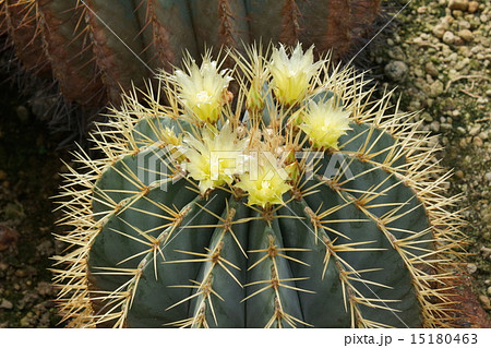 花 サボテン 温室 王冠竜 の写真素材