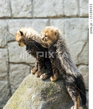 ネコ科 チーター 岩登り 赤ちゃんの写真素材