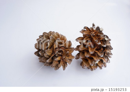 五葉松 松 松ぼっくり 実の写真素材 - PIXTA
