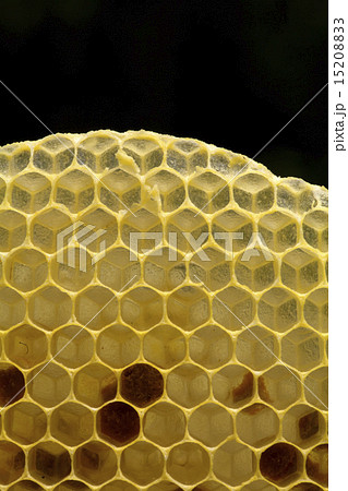 蜂の巣図　 K-051-2BR2