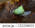 生き物 巻貝 アオミオカタニシ 陸に住むヤマタニシ科のかわいい巻貝ですの写真素材