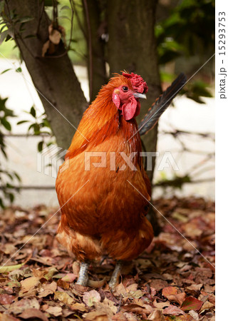 鶏 にわとり ニワトリ 正面の写真素材