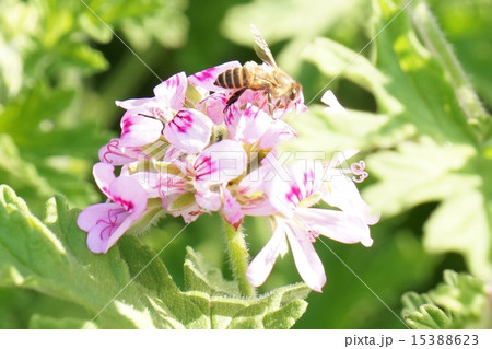 カトリソウ 花の写真素材