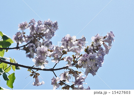 桐の花の写真素材 - PIXTA