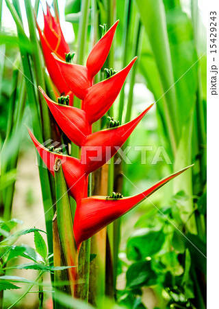 ヘリコニア ビハイ 赤い花 緑色 熱帯植物の写真素材