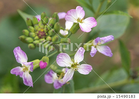 野菜畑 ダイコンの花 大根畑 大根の花の写真素材