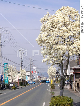 木蓮 白木蓮 モクレン通り 街路樹の写真素材