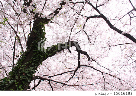 桜 幹 木 花の写真素材