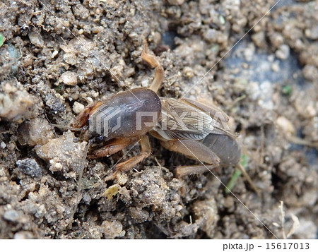 ケラ 虫 昆虫 動物の写真素材