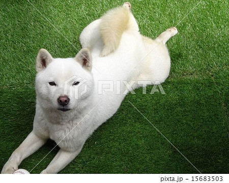 北海道犬の写真素材