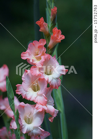 グラジオラス ピンクの花 初夏の花 球根植物の写真素材