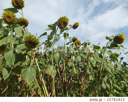 ひまわり畑 向日葵 枯れる 8月の写真素材