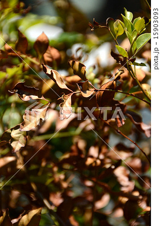 枯れたシマトネリコの写真素材