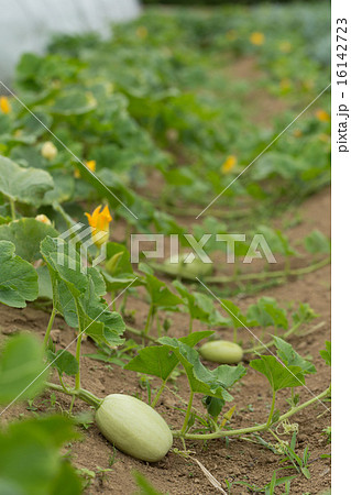 かぼちゃ畑の写真素材