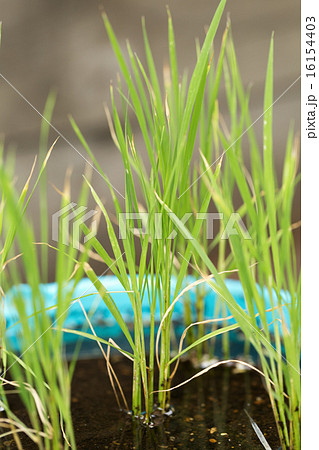 バケツ稲 稲作の写真素材