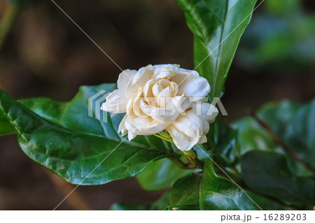 アラビアジャスミンの写真素材
