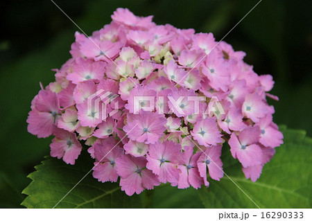 紫陽花 花 ぎざぎざ 花弁の写真素材