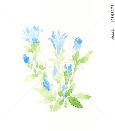 竜胆 りんどう リンドウ 野草のイラスト素材