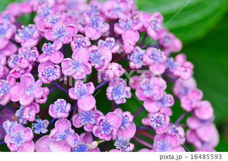 花 紫陽花 ピンク 珍種の写真素材