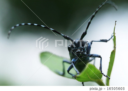 カミキリ カミキリ虫 白黒 水玉の写真素材