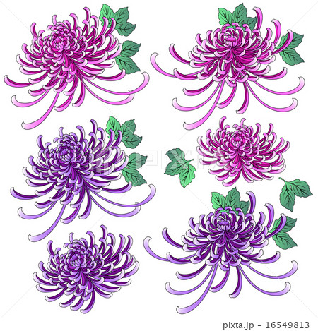和柄の菊 のイラスト素材