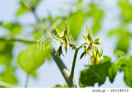 ミニトマトの花の写真素材