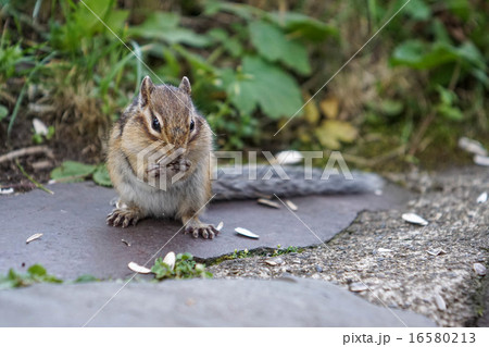 前 シマリス リス 正面の写真素材 前 シマリス リス 正面の写真素材