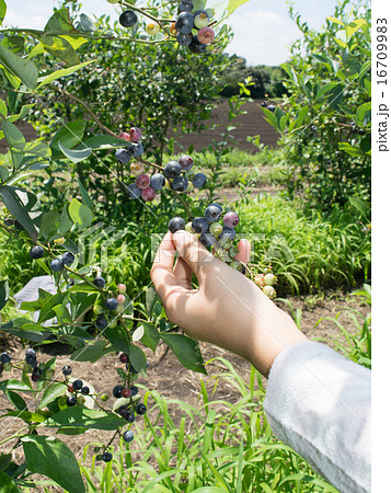 ブルーベリー 果樹園 摘む 摘み取るの写真素材 ブルーベリー 果樹園 摘む 摘み取るの写真素材