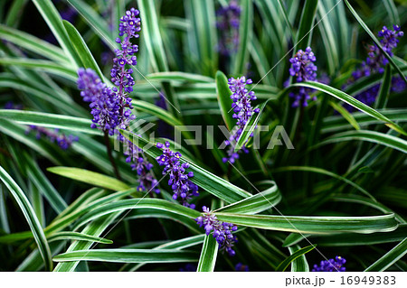 ヤブラン ユリ科 花 青紫色の写真素材