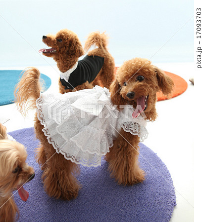 犬 タキシード ウェディングドレス トイプードルの写真素材