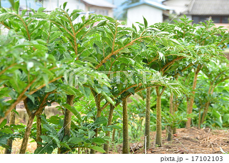 コンニャクイモの栽培の写真素材 コンニャクイモの栽培の写真素材