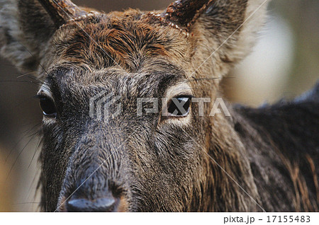 瞳 蝦夷鹿 鹿 動物の写真素材