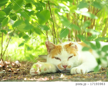 納涼 雑種 地域猫 可愛いの写真素材 - PIXTA