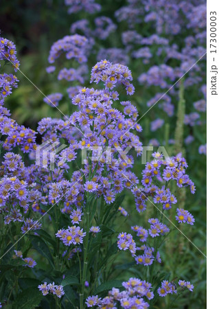 花 茶花 うす紫 夏の写真素材