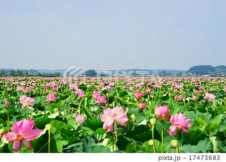 伊豆沼 蓮の写真素材