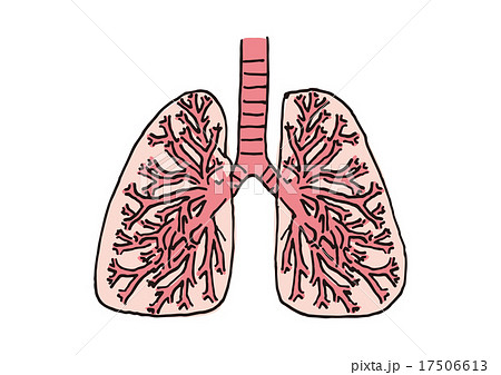 ベクター 断面図 肺 呼吸器のイラスト素材